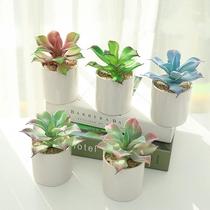 50% HOTArtificiality Succulents Realistic Naturalistic Plastic