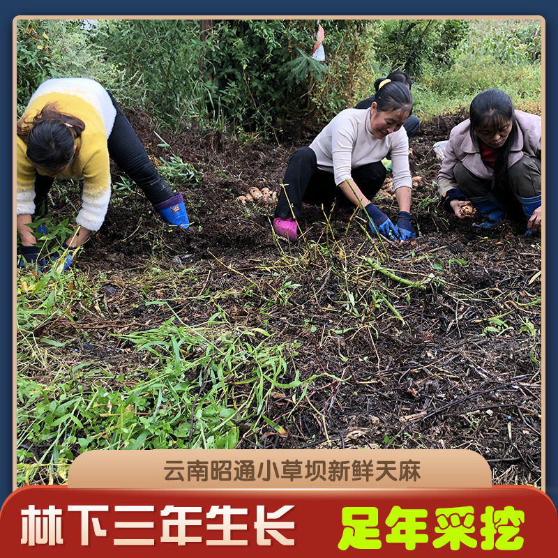 新鲜天麻1000g2斤昭通小草坝乌天麻 沐优堂天麻