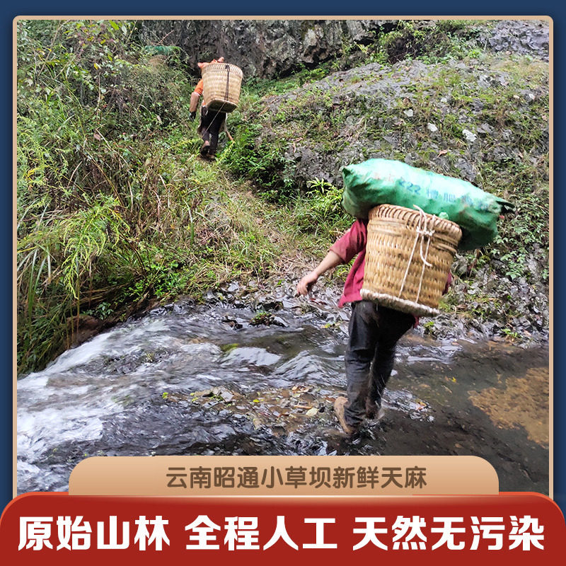 新鲜天麻1000g2斤昭通小草坝乌天麻 沐优堂天麻