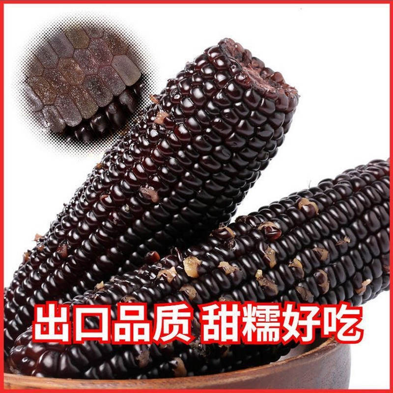 10根玉米新鲜糯玉米棒甜旗舰店粘黏真空包装袋即食东北早餐黄苞米