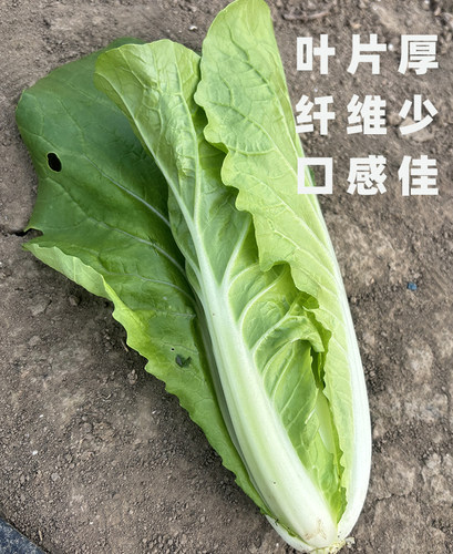 快菜种籽子奶油小白菜籽大白菜四季秋播秋天青菜仔籽蔬菜大全阳台 - 图1