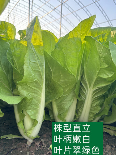 快菜种籽子奶油小白菜籽大白菜四季秋播秋天青菜仔籽蔬菜大全阳台 - 图2