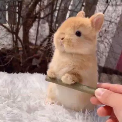 Маленький кролик, чайная чашка, панда, белый кролик