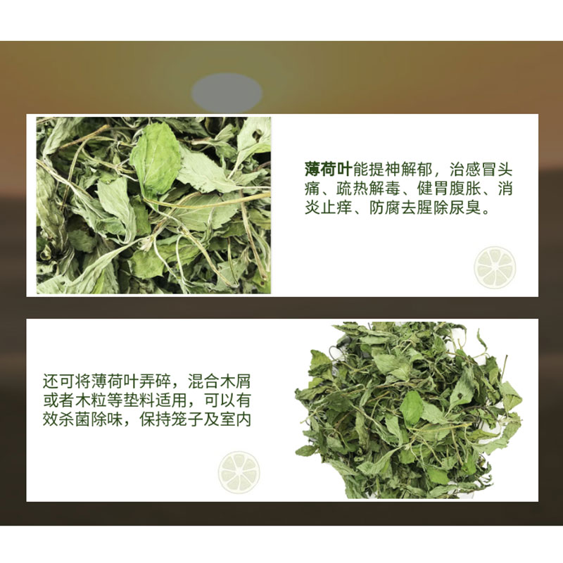 小宠保健干草薄荷叶菊苣草蒲公英桑叶草兔子龙猫清热去火常备牧草-图0