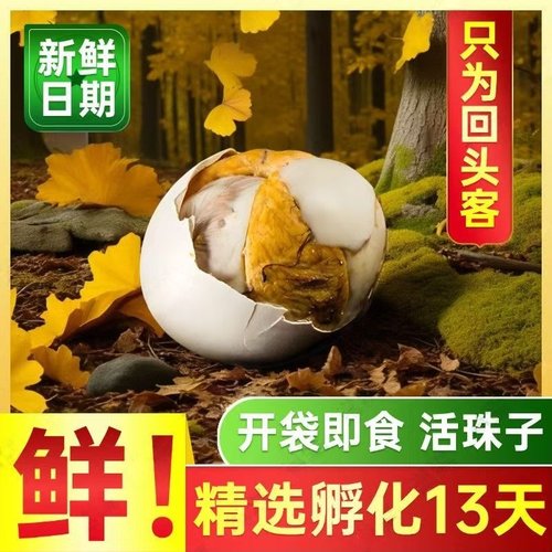 新鲜活珠子鸡蛋13天五香香辣熟鸡胚蛋钢化蛋非毛蛋凤凰蛋 - 图2