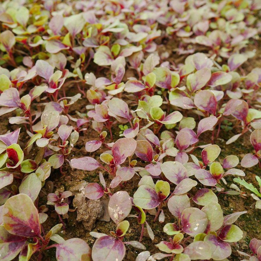全红红苋菜种子四季蔬菜全红苋菜种籽夏秋季青菜籽芽苗菜蔬菜种孑