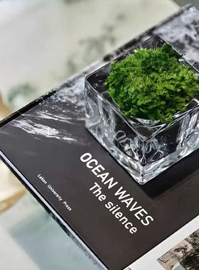 办公室内苔藓球小植物创意