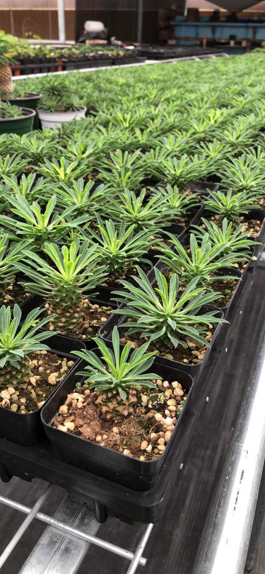 铁甲麒麟群生峨眉山【菠萝胡巴】大戟科块根多肉植物稀有盆栽绿植