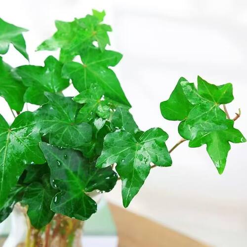 水培植物青叶常春藤盆栽长春藤水生吊兰花卉办公室内花苗盆景绿植 - 图0