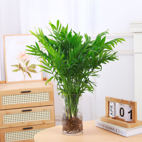 水培袖珍椰子室内绿植凤尾竹懒人盆栽耐阴四季常青办公室桌面摆件 - 图3