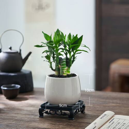 5支文昌竹【金榜题名】富贵竹水培植物水养粗杆客厅绿植土培盆栽 - 图3