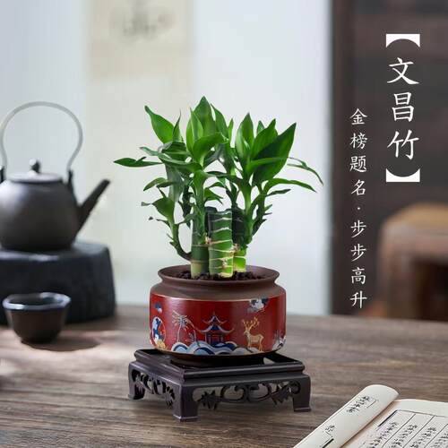 5支文昌竹【金榜题名】富贵竹水培植物水养粗杆客厅绿植土培盆栽 - 图0