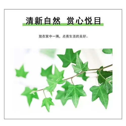 水培植物青叶常春藤盆栽长春藤水生吊兰花卉办公室内花苗盆景绿植 - 图1