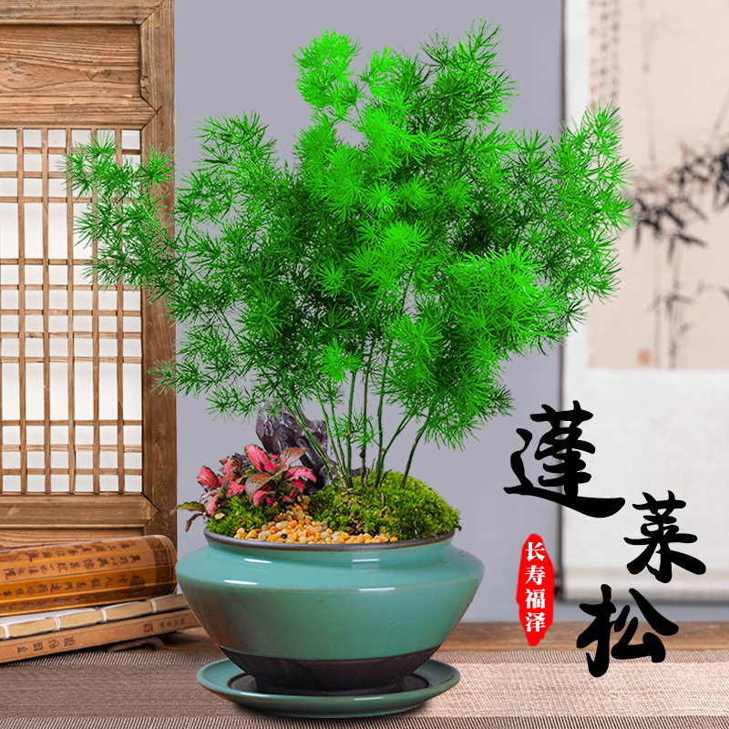 蓬莱松盆栽好养盆景活植物室内花四季常青花草观花生肖猴花卉-图0