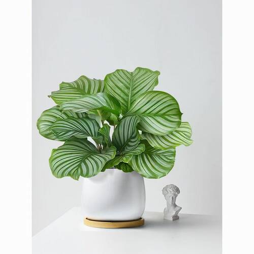 青苹果竹芋盆栽新房室内客厅水培绿植四季好养植物海芋净化空气 - 图3