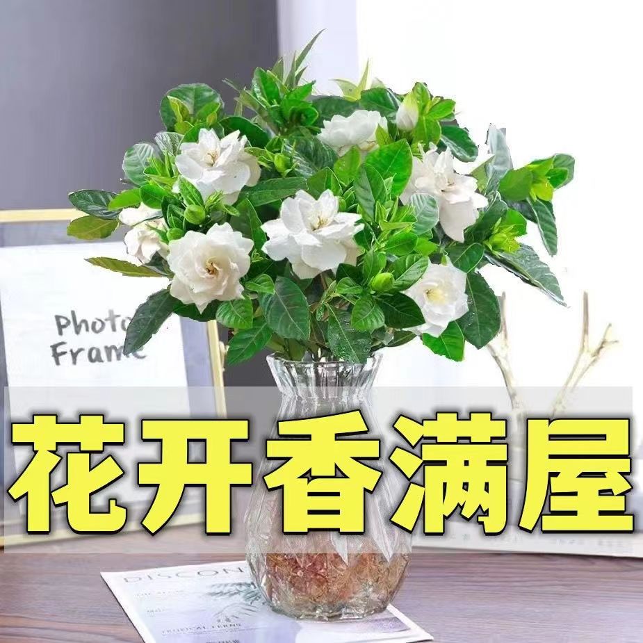 水培花卉水养水培栀子花净化空气植物花卉水养客厅室内外植物浓香