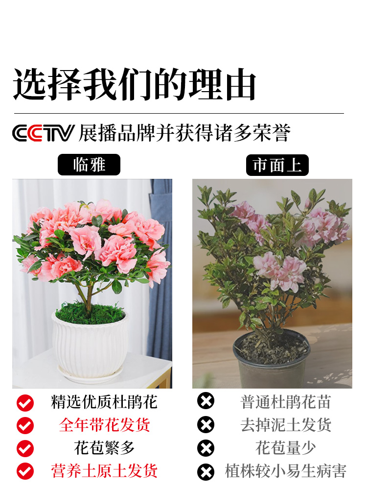 杜鹃花盆栽花卉植物室内花苗大棵带花苞四季开花好养易活老桩绿植-图0