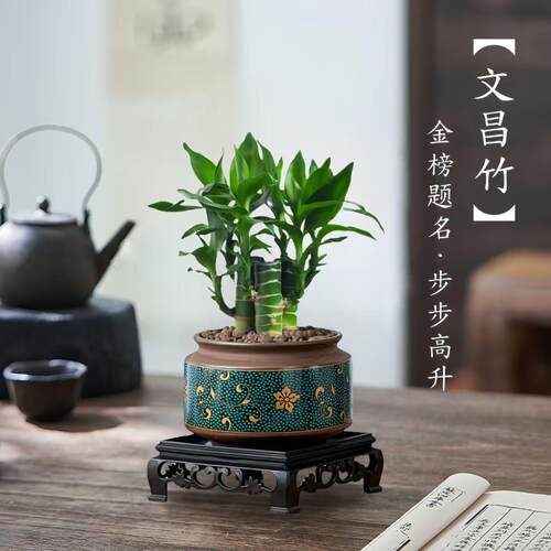 5支文昌竹【金榜题名】富贵竹水培植物水养粗杆客厅绿植土培盆栽 - 图1