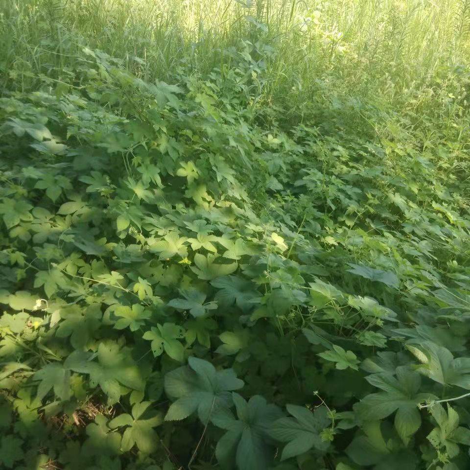 野生葎草花种子拉拉秧藤五爪龙草药材抗旱喜肥粗阳台爬藤粗放管理-图1