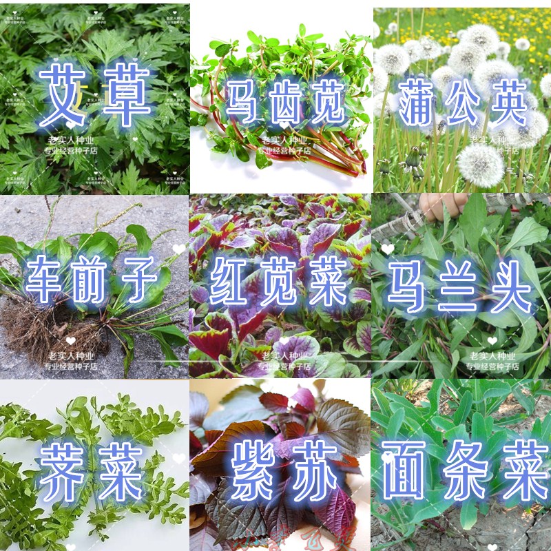 四季养生野生蔬菜种子艾草薄荷马兰头紫苏苋菜面条菜车前子蒲公英 - 图1