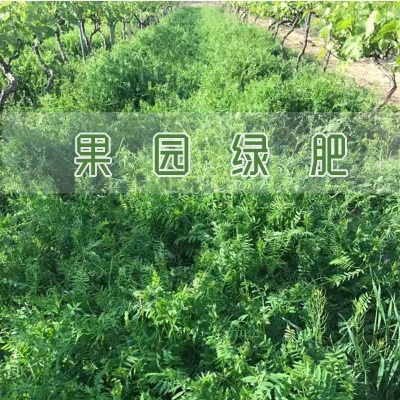 毛苕种子长柔毛野豌豆种籽箭舌豌豆种毛叶光叶紫花苕子毛苕子籽 - 图0