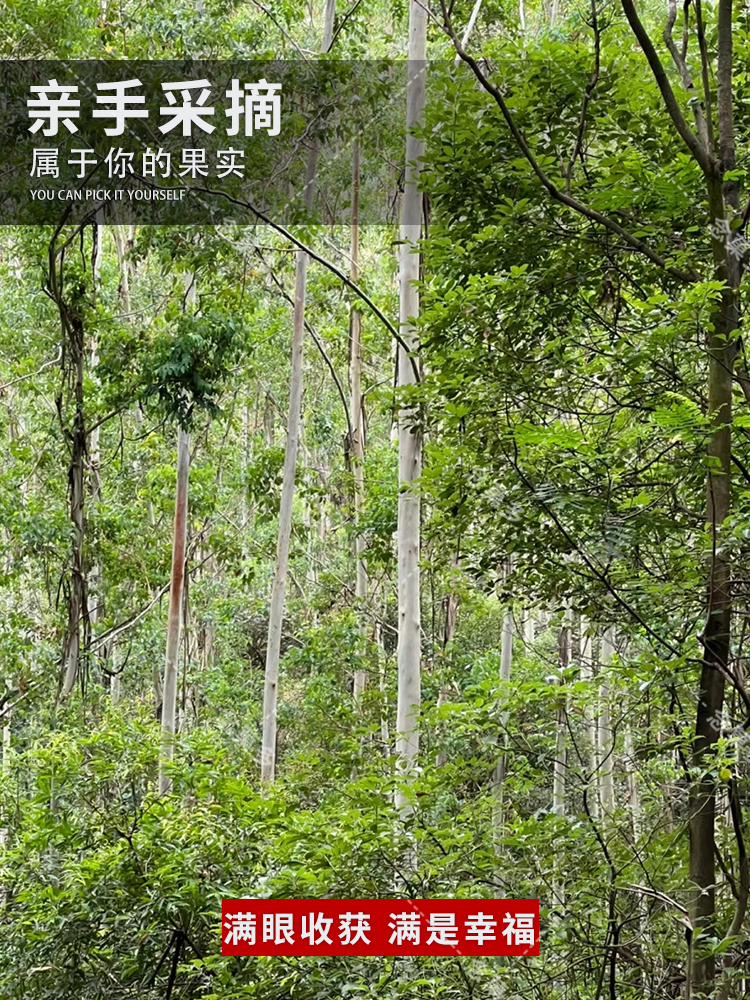 速生桉树种子 巨桉大小广林9号树种子 蓝按桉树籽 林木种子新种 - 图2