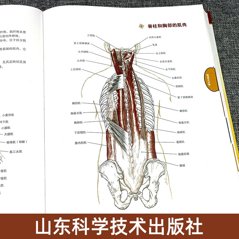 推拿按摩的解剖学基础 肌骨触诊与扳机点第6版 中医推拿按摩书籍 推拿入门基础 人体取穴位图解教程 小儿推拿按摩解刨学基础