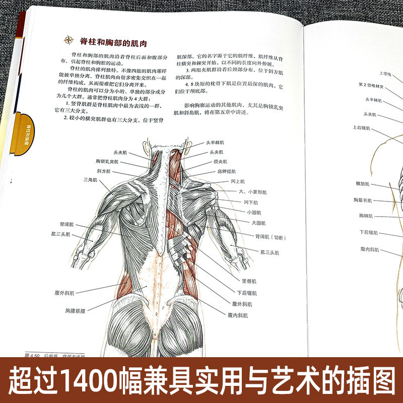 推拿按摩的解剖学基础 肌骨触诊与扳机点第6版 中医推拿按摩书籍 推拿入门基础 人体取穴位图解教程 小儿推拿按摩解刨学基础
