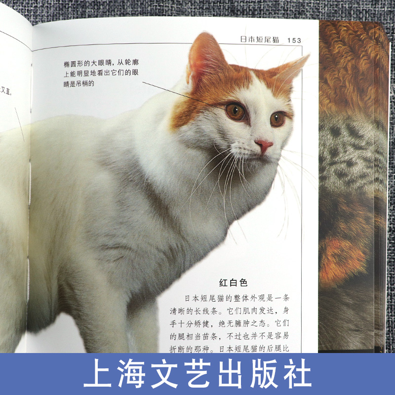正版 DK猫咪百科 70多种猫咪科普 宠物猫图鉴 猫的喂养方式 科学饲养 养猫全攻略书籍 爱猫党撸猫党喵星人 猫类驯养入门教程 - 图2
