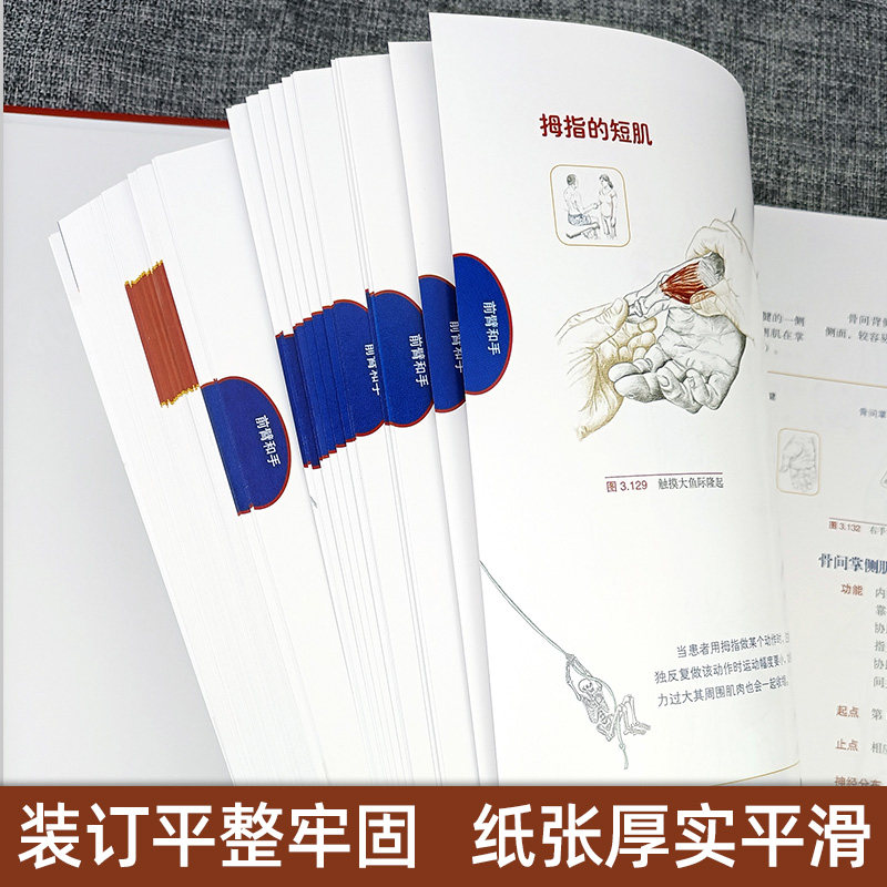 推拿按摩的解剖学基础 肌骨触诊与扳机点第6版 中医推拿按摩书籍 推拿入门基础 人体取穴位图解教程 小儿推拿按摩解刨学基础