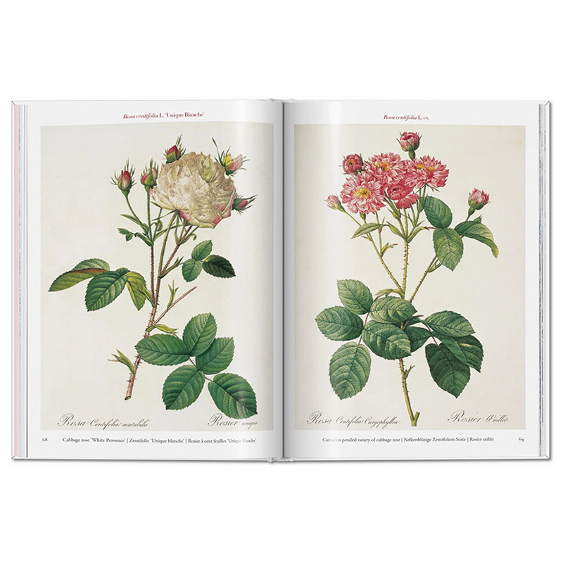 【预售】【TASCHEN】雷杜德：玫瑰 REDOUTE. ROSES 原版英文插画原画设定集 正版进口书籍画册 善优图书 - 图3