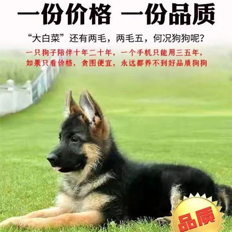 纯种德国牧羊犬幼犬活体德牧德国黑背军犬警犬看家护院大狼狗狗粮-图2