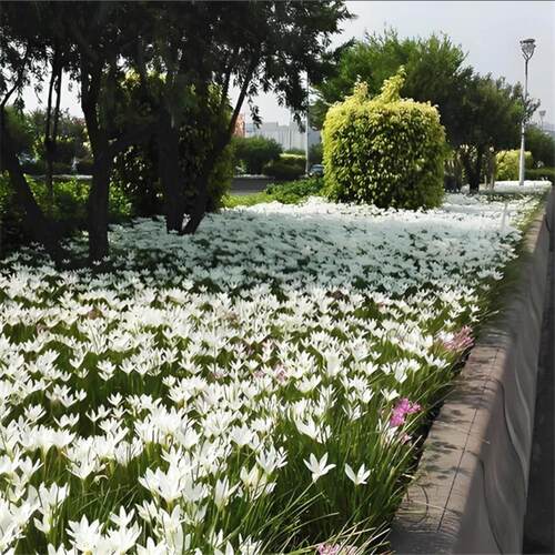 室外喜阴花卉葱兰花苗四季矮生植物开花种子籽风雨兰种球易活庭院 - 图0