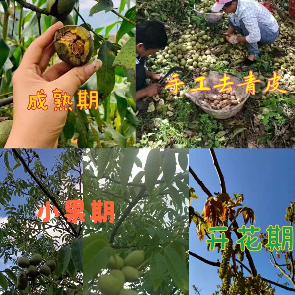 2023年云南高山老树薄皮新鲜干核桃手工去皮自然晒干3斤/5 - 图1