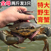 Wild blue crab fresh and super large full yellow red paste crab crab butter crab full mother two catties 3 Shunfeng
