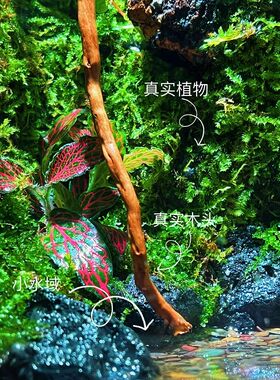 雨林缸苔藓微景观创意生