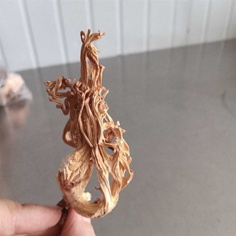 珊瑚菌野生刷把菌云南特t产龙爪菇扫把菌干货鸡爪菌素食扫帚菌袋,淘宝优惠券,粉丝福利购,淘宝优惠卷