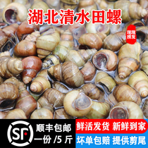 Hubei Clean Water Fields Snail Stone Snail Fresh body wrap alive and cut tail fresh snail screw (Shunfeng 5 catty)