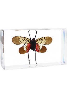 动物龙虾真实树脂标本自然热卖