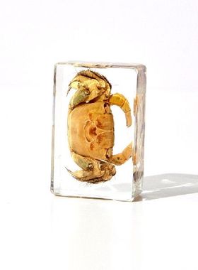 小动物滴胶树脂标本仿真高清