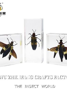 小动物儿童虫子亚克力真实树脂
