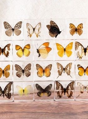 真实昆虫标本展翅蝴蝶树脂工艺品