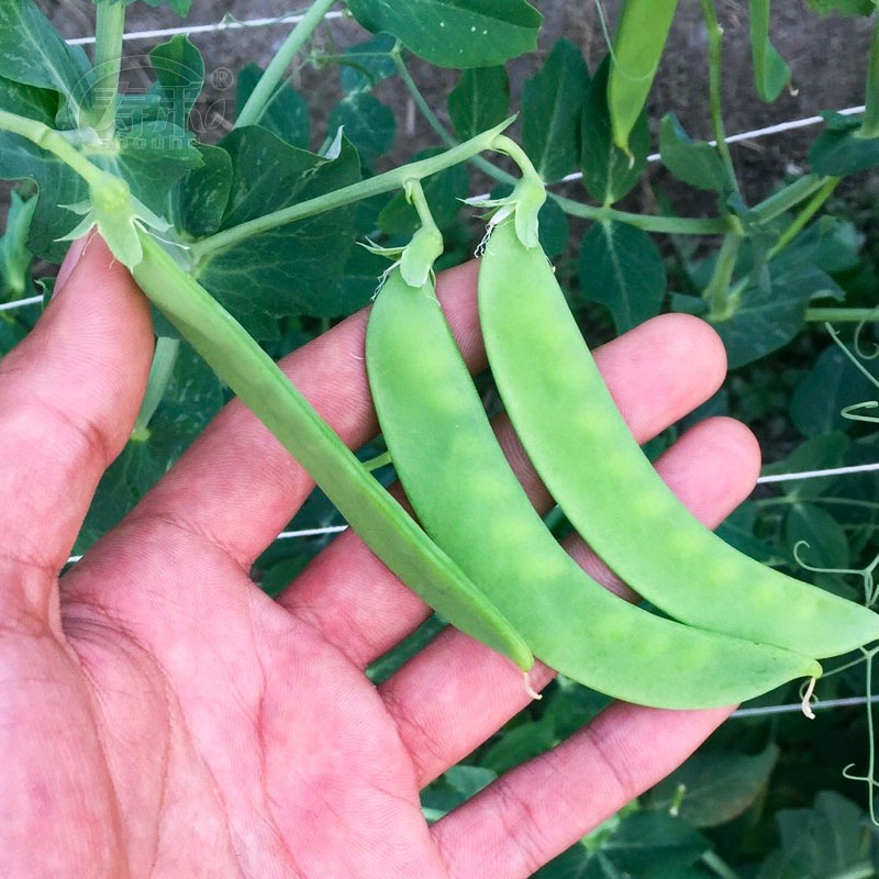 荷兰豆种子种籽甜蔬菜孑四季豌豆菜籽秋季籽种特级高产豆种碗豆 - 图2