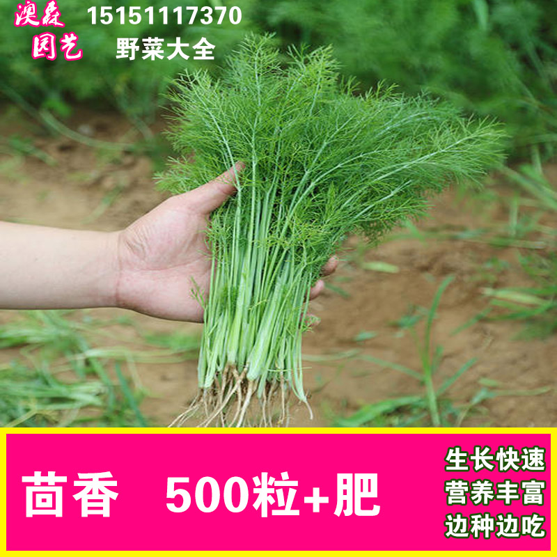 野菜种子大全野生蔬菜种籽阳台盆栽菜种孑菜籽四季养生荠菜蒲公英 - 图0