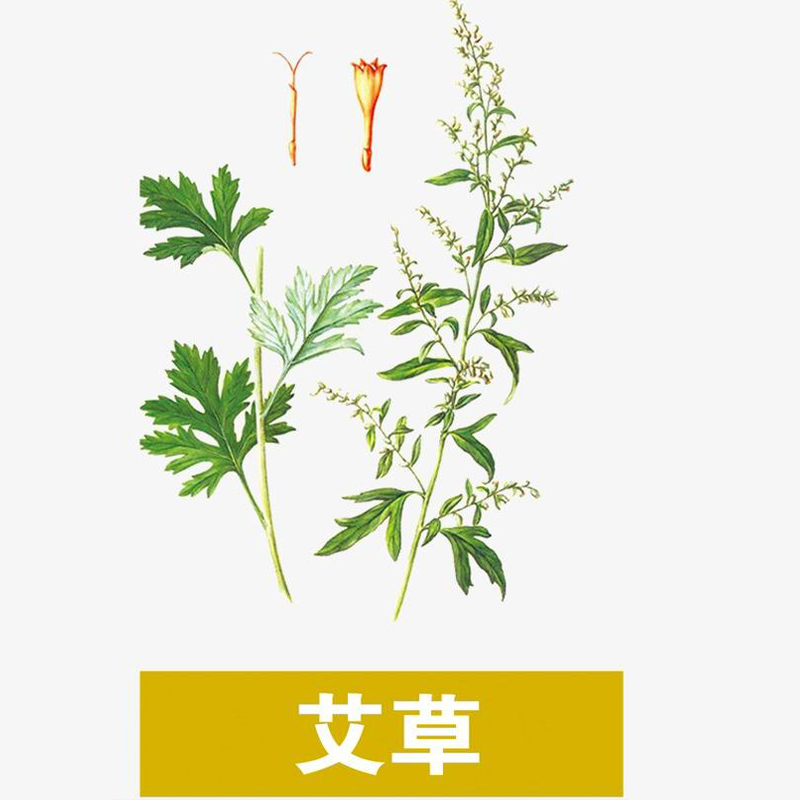 四季养生野生蔬菜种子艾草薄荷马兰头紫苏苋菜面条菜车前子蒲公英 - 图2