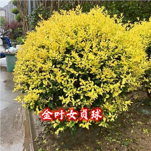 红叶石楠大小叶黄杨冬青花继木金叶森女贞球绿化工程别墅庭院绿篱 - 图1