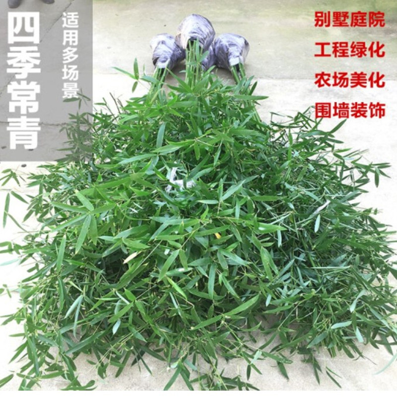 竹子苗盆栽庭院耐寒植物四季常青观赏矮化青竹树苗紫竹金镶玉竹苗,淘宝优惠券,粉丝福利购,淘宝优惠卷