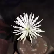 开花的仙人球盆栽 新人首单立减十元 21年9月 淘宝海外