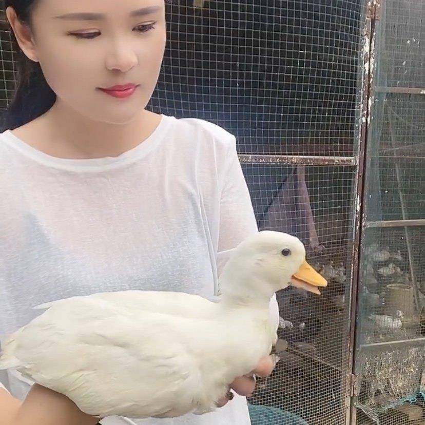 柯尔鸭活物宠物鸭网红柯尔鸭可达鸭小黄鸭纯种柯尔鸭养殖资料,淘宝优惠券,粉丝福利购,淘宝优惠卷