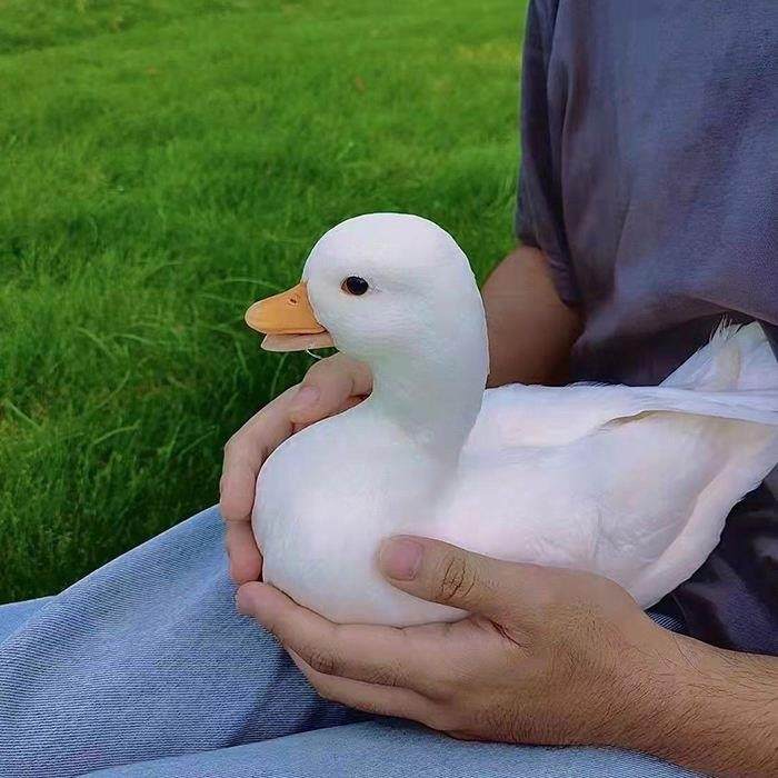 柯尔鸭活物宠物鸭网红柯尔鸭可达鸭小黄鸭纯种柯尔鸭养殖资料,淘宝优惠券,粉丝福利购,淘宝优惠卷